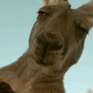 Meet your Posher, Holly